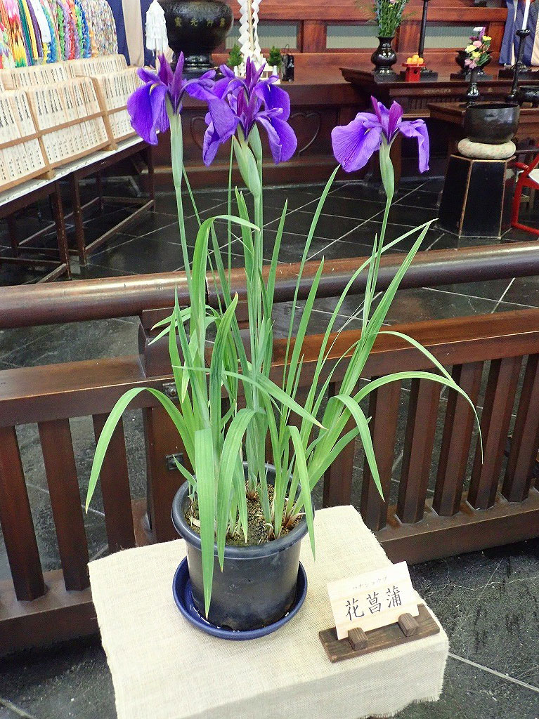 ハナショウブ供花