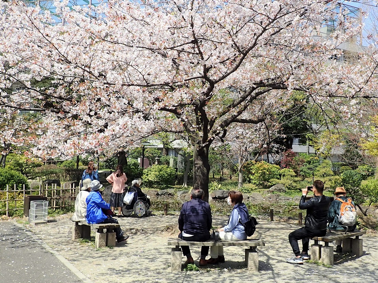 お花見