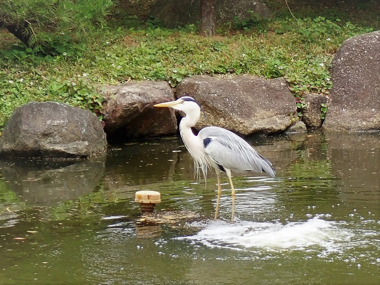 アオサギ飛来